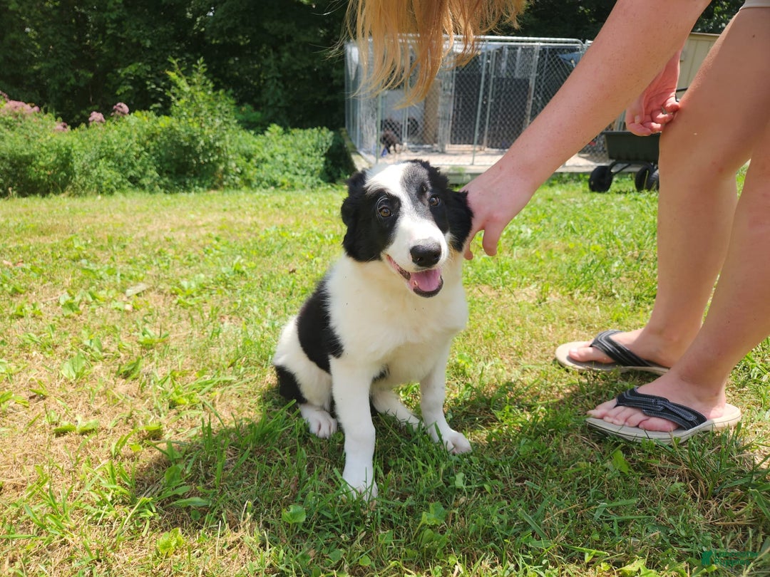 Border Collie dogs for sale: Bucky - Image 2