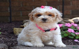 Bichpoo dogs for sale: Paisley - Image 1