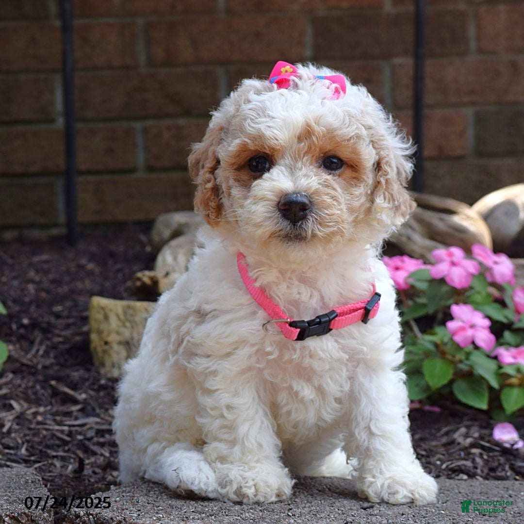 Bichpoo dogs for sale: Paisley - Image 1