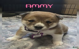 Shiba Inu dogs for sale: Ammy - Image 1