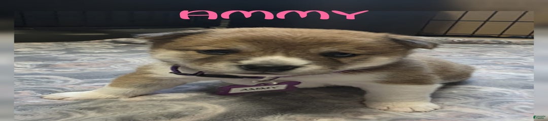 Ammy