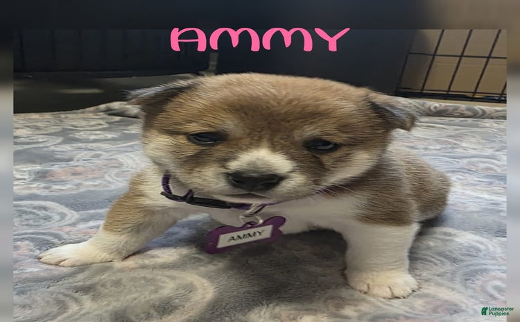 Shiba Inu dogs for sale - Ad 2