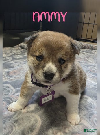 Shiba Inu dogs for sale - Ad 2