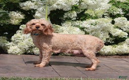 Cavapoo dogs for sale: Clover - Image 5