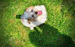 Havapoo dogs for sale: Vegas - Image 19