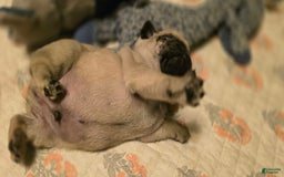 Pug dogs for sale: Don - Image 10