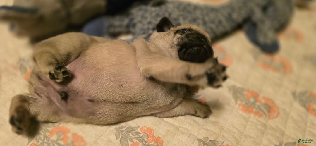 Pug dogs for sale: Don - Image 10