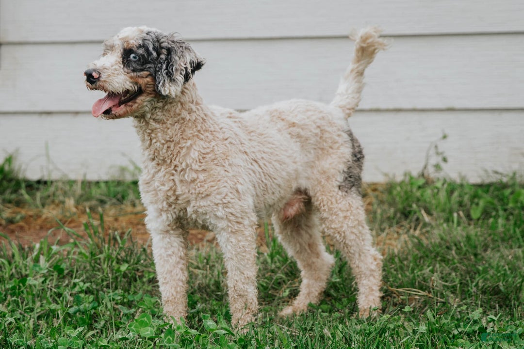 Mini Bernedoodle dogs for sale: Myles - Image 7