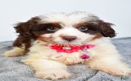 Mini Aussiedoodle dogs for sale: Amber - Image 9