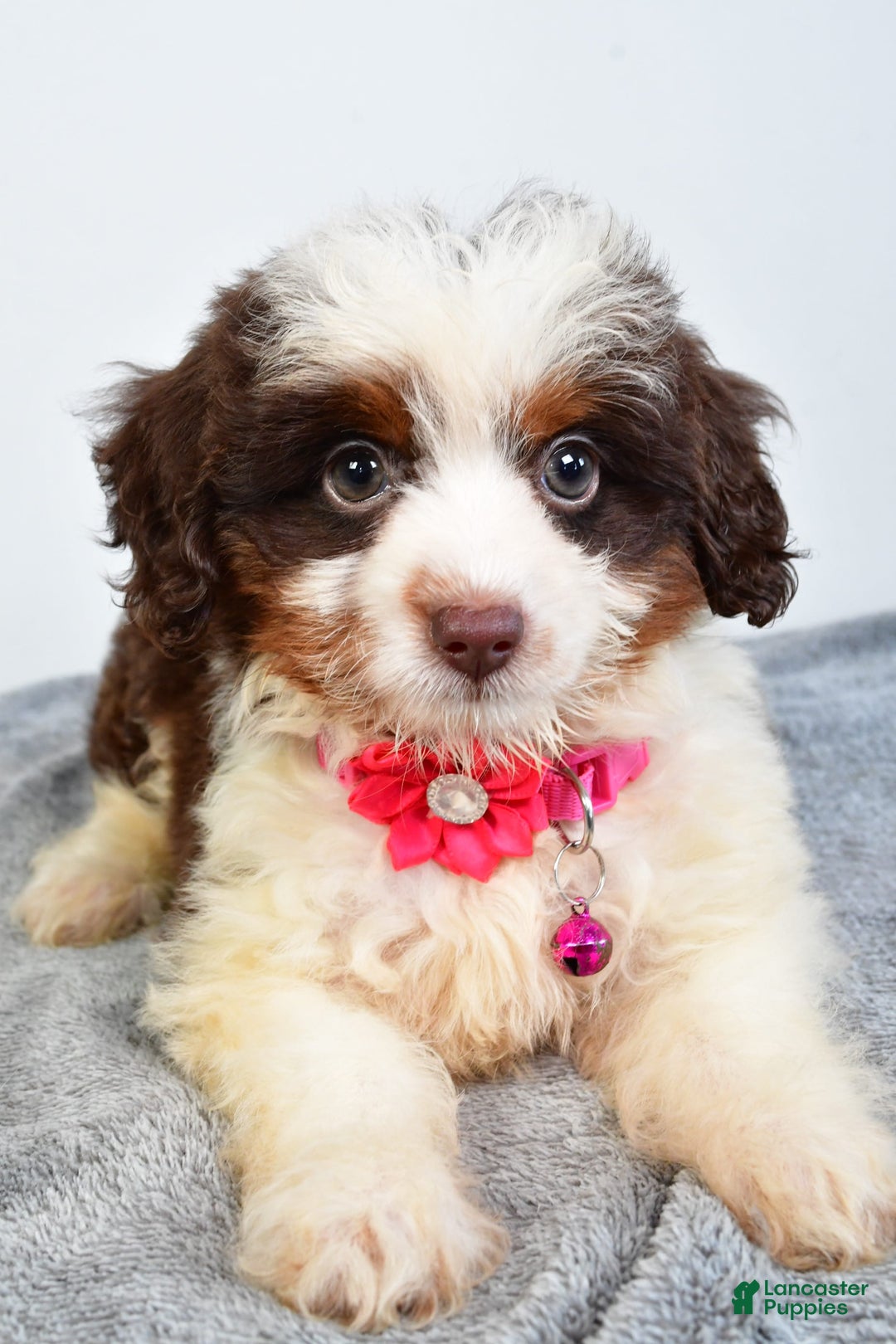Mini Aussiedoodle dogs for sale: Amber - Image 9