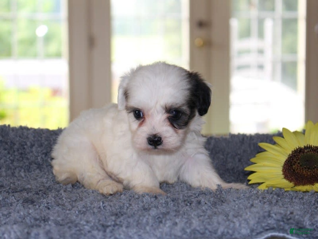 Teddy Bear dogs for sale: Parker - Image 3