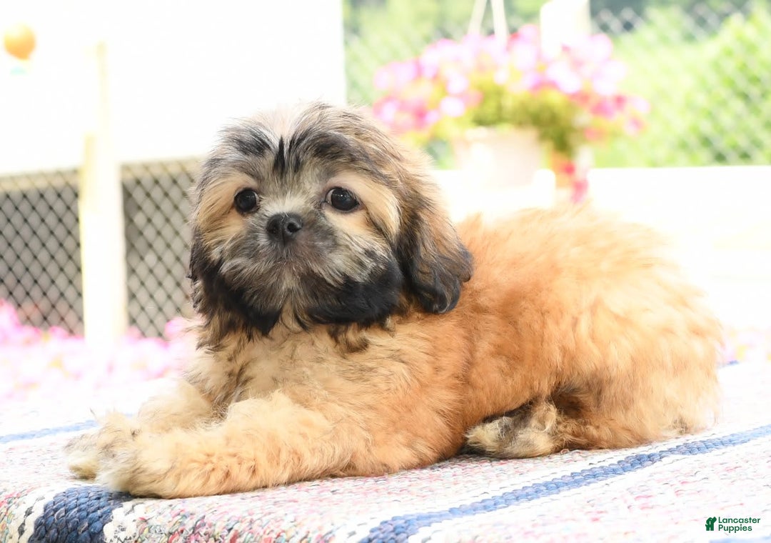 Teddy Bear dogs for sale: Scott - Image 2