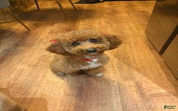 Mini Goldendoodle dogs for sale: Zoe - Image 4