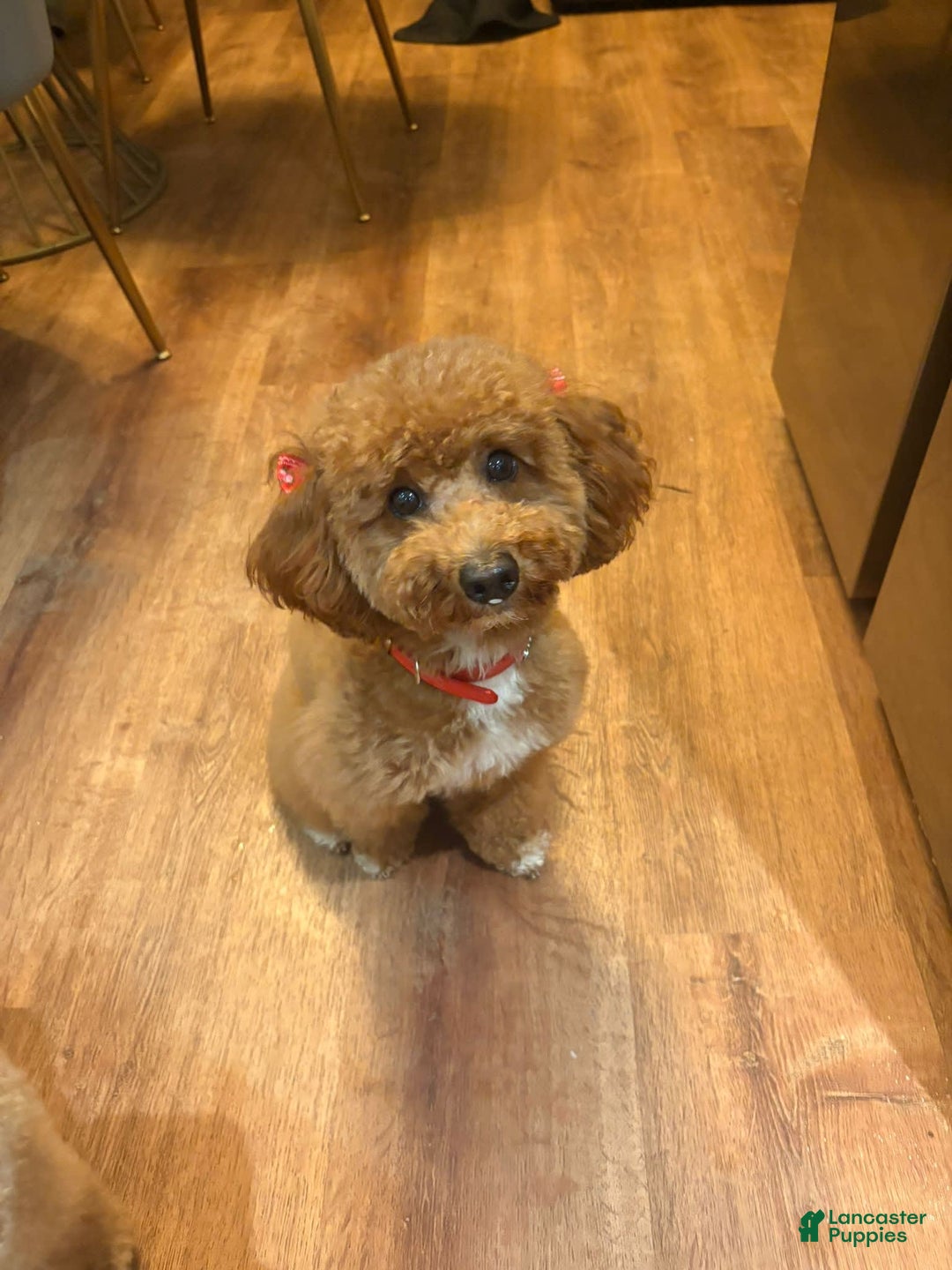 Mini Goldendoodle dogs for sale: Zoe - Image 4