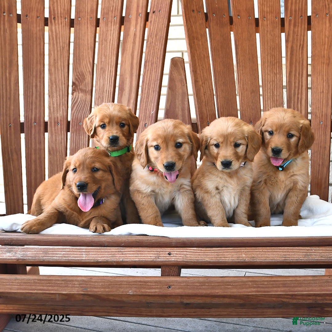 Golden Retriever dogs for sale: Ruby - Image 3