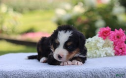 Bernese Mountain Dog dogs for sale: Porter AKC - Image 1