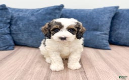 Mini Bernedoodle dogs for sale: Chase - Image 4