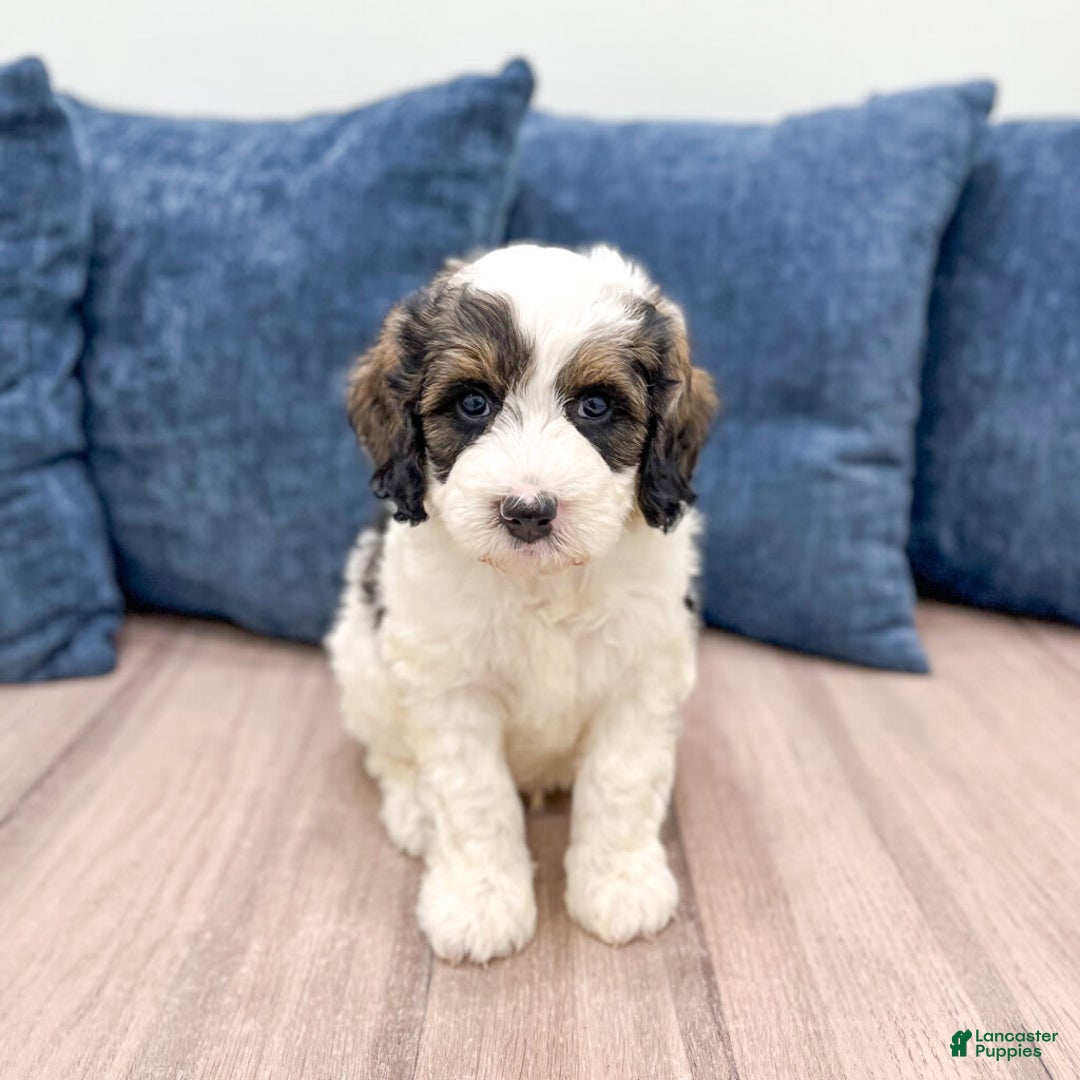 Mini Bernedoodle dogs for sale: Chase - Image 4