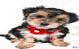 Morkie dogs for sale: Jana  Teacup - Image 3