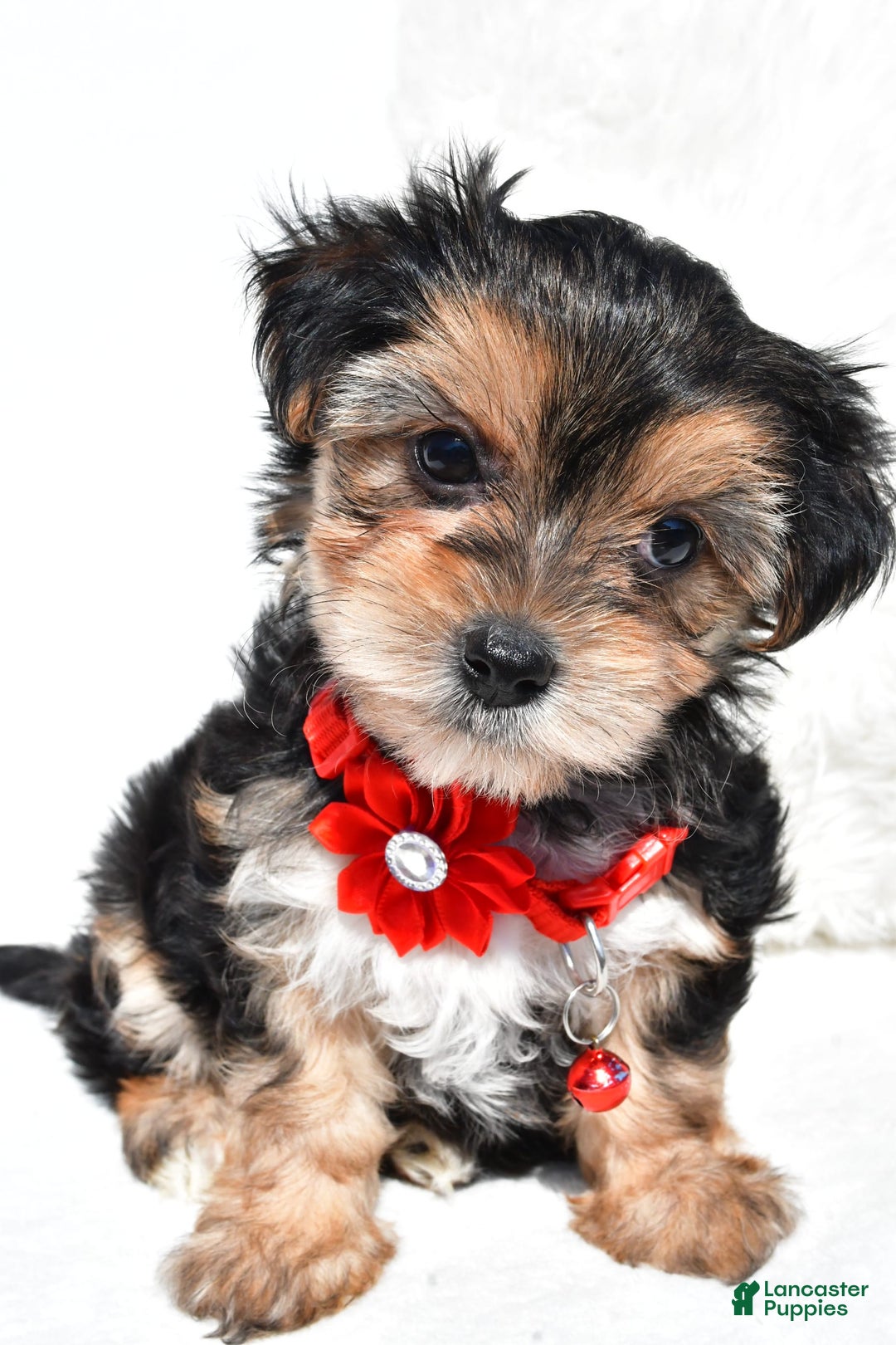 Morkie dogs for sale: Jana  Teacup - Image 3