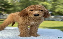 Goldendoodle dogs for sale: Bingo - Image 6