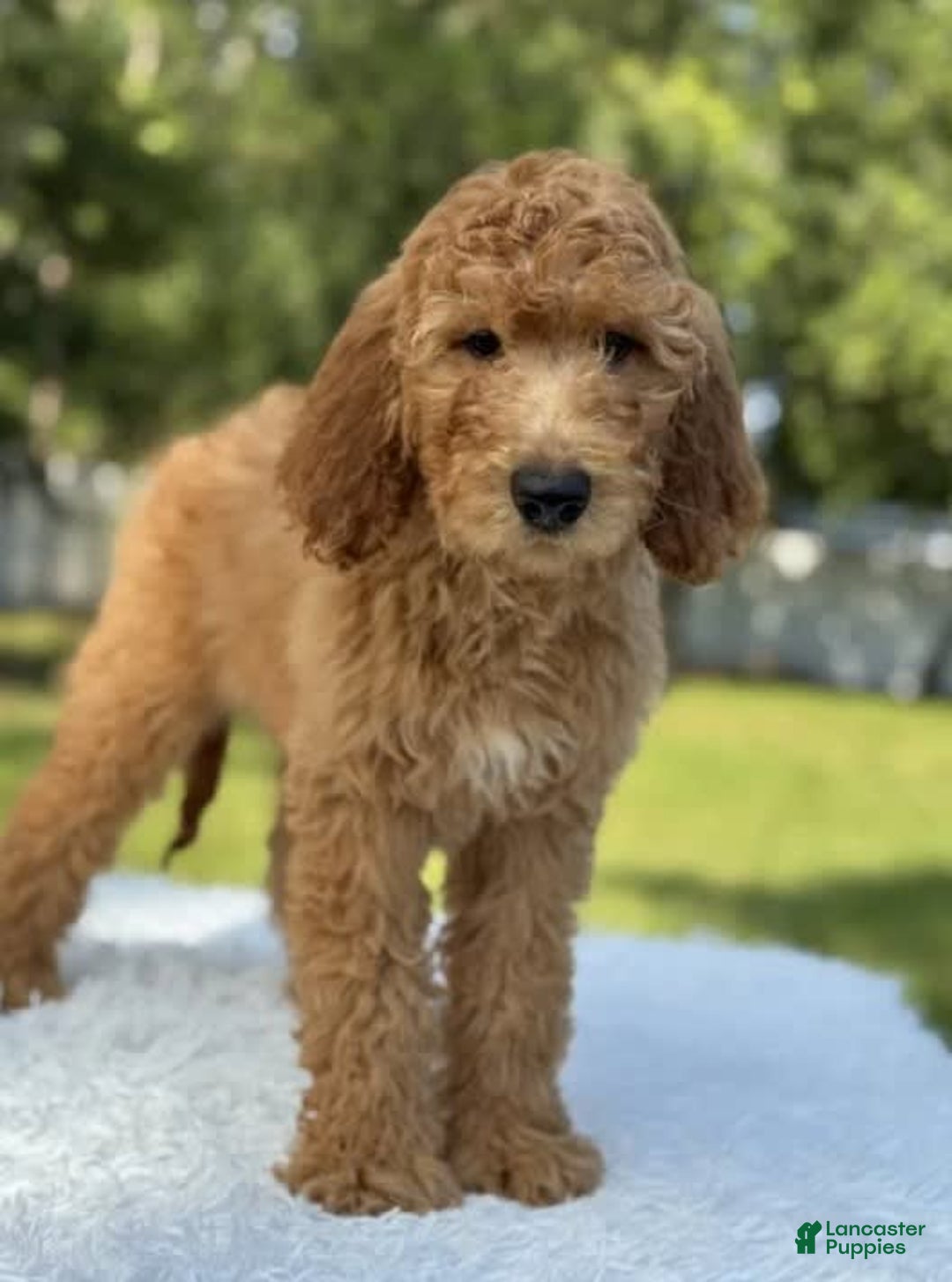Goldendoodle dogs for sale: Bingo - Image 6