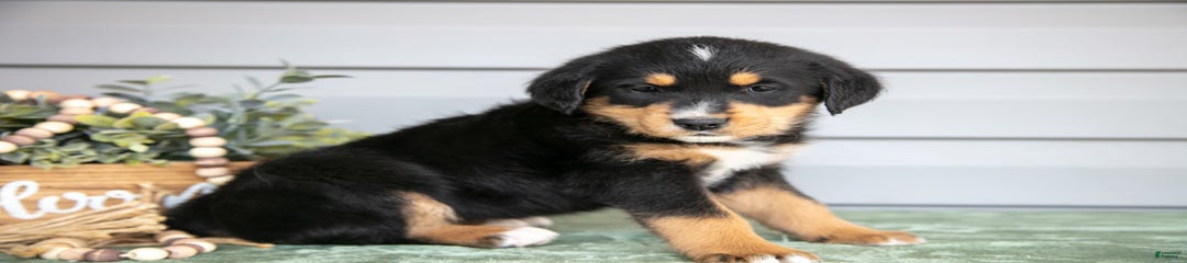 Keiko