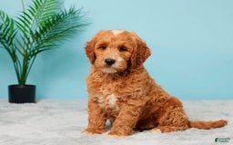 Mini Goldendoodle dogs for sale: Nickie - Image 3
