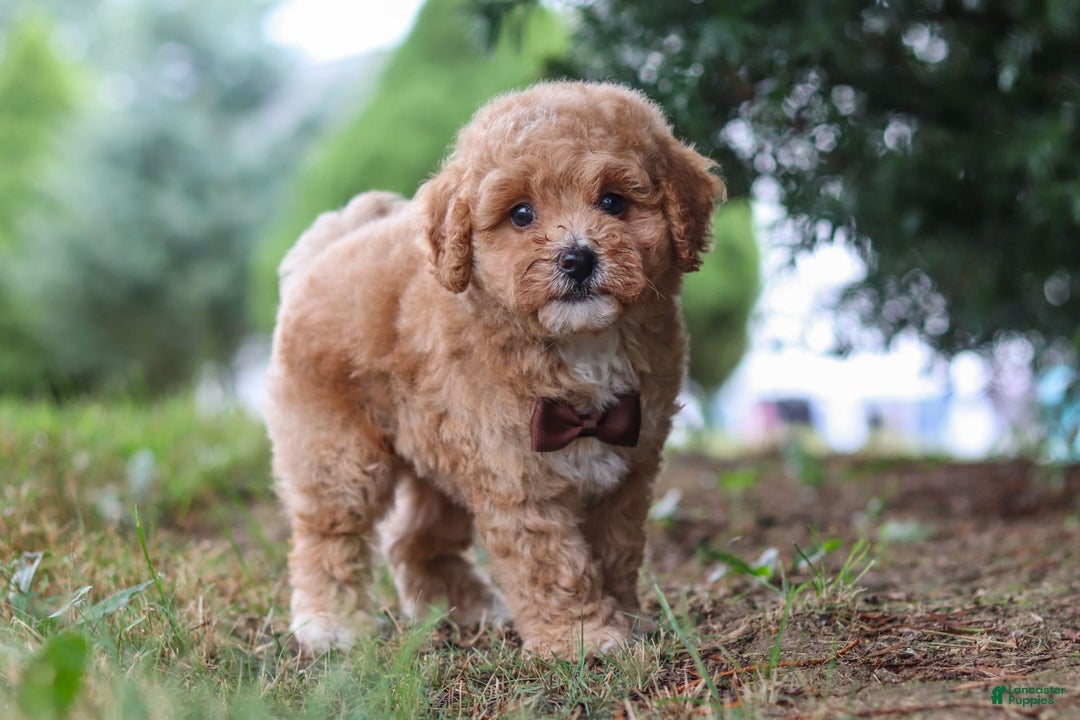 Maltipoo dogs for sale: Tobias - Image 7
