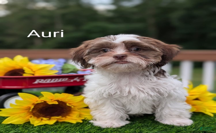 Shorkie dogs for sale - Ad 4