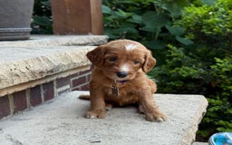 Goldendoodle dogs for sale: Layla - Image 11