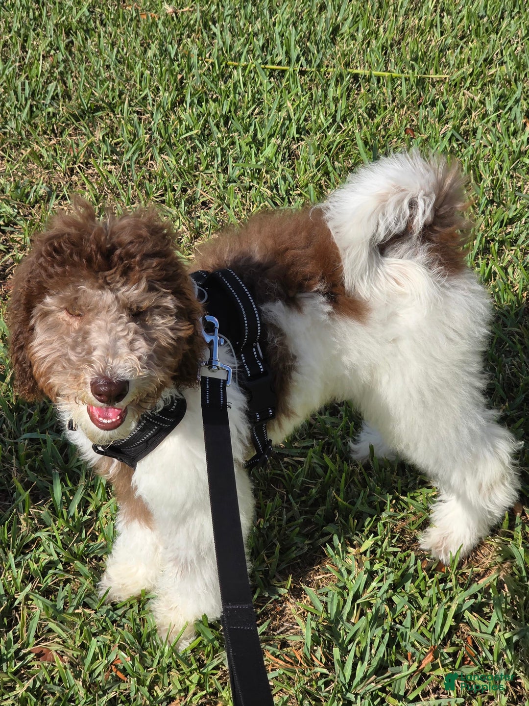 Goldendoodle dogs for sale: Jaxx - Image 5