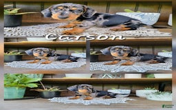 Dachshund dogs for sale: Carson - Image 4