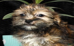 Shorkie dogs for sale: Hayden - Image 5