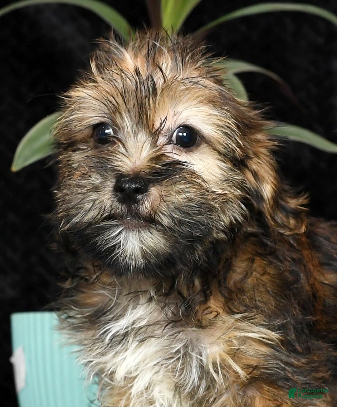 Shorkie dogs for sale: Hayden - Image 5