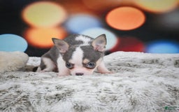 Chihuahua dogs for sale: Bo - Image 4