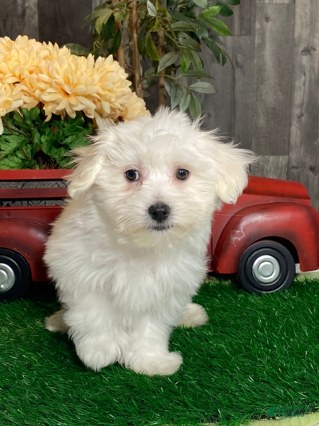 Coton De Tulear dogs for sale: Ashton - Image 3