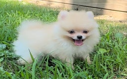 Pomeranian dogs for sale: Finn - Image 2