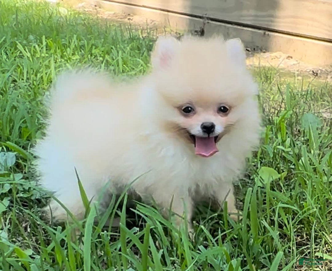 Pomeranian dogs for sale: Finn - Image 2
