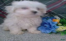 Maltese dogs for sale: Dawson - Image 1