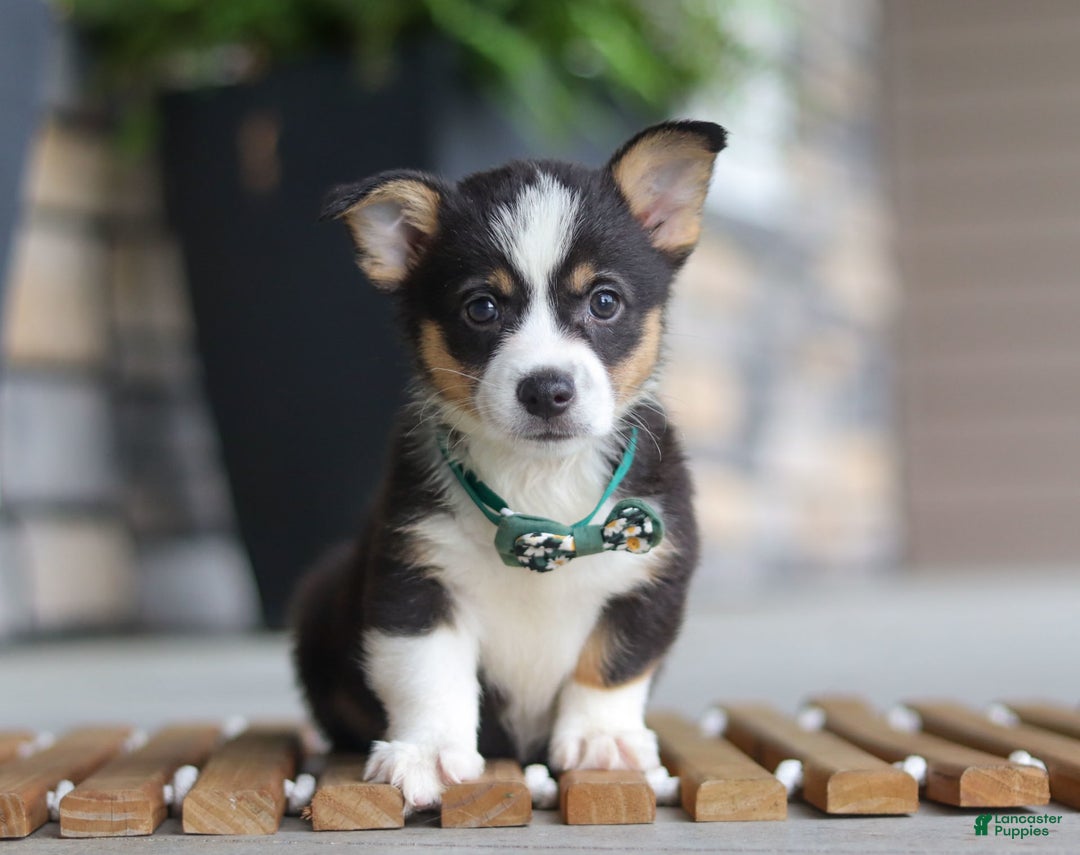 Welsh Corgi Pembroke dogs for sale: Archie - Image 7