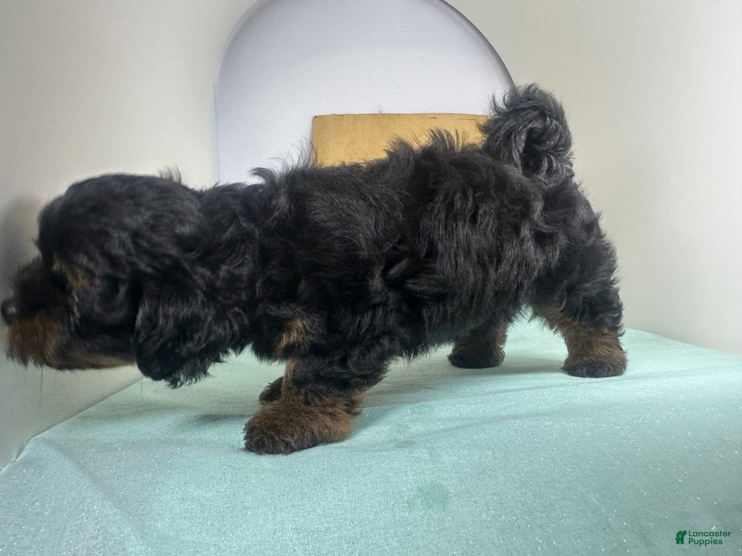 Yorkshire Terrier dogs for sale: Giselle - Image 3