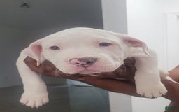 American Bully dogs for sale: Diamond - Image 1