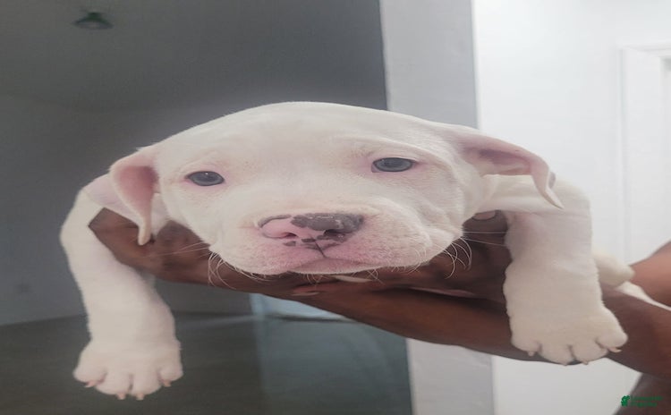 American Bully dogs for sale - Ad 3