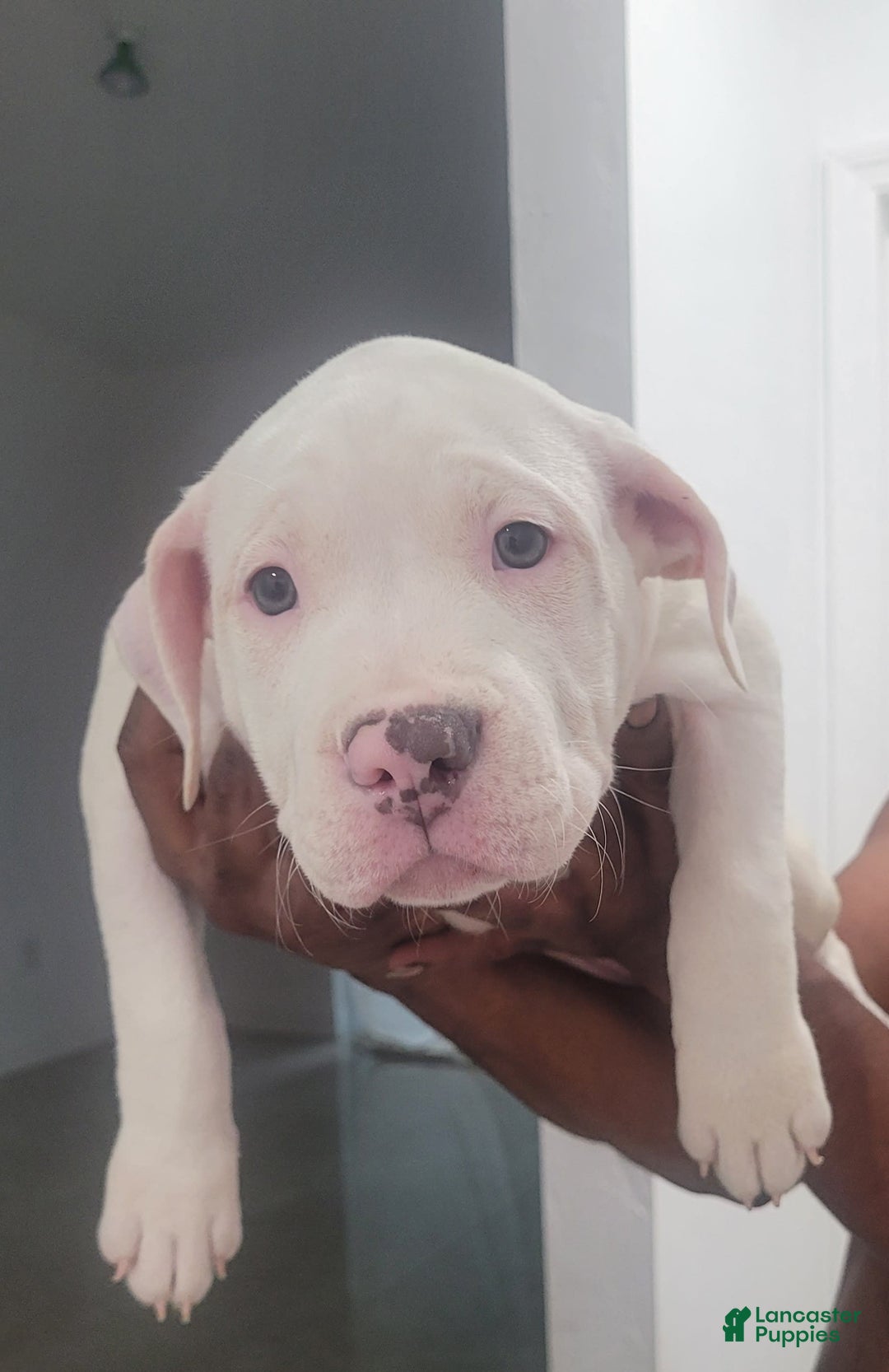 American Bully dogs for sale: Diamond - Image 1