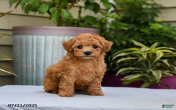 Toy Poodle dogs for sale: Leo - Image 3