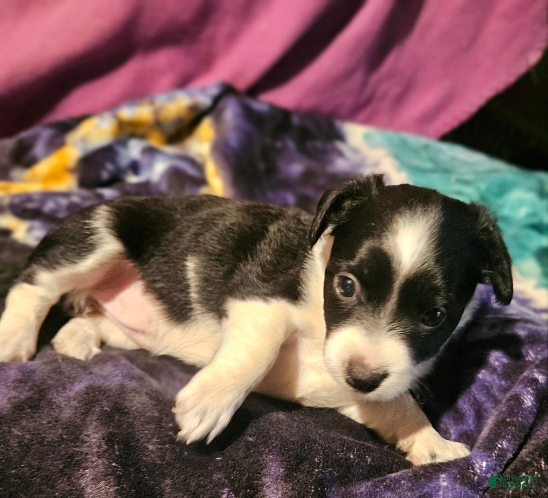 Chihuahua dogs for sale: Lori - Image 11