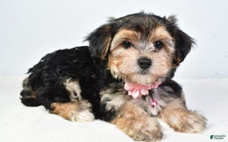 Morkie dogs for sale: Allie - Image 4
