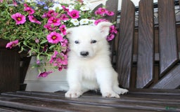 German Shepherd dogs for sale: Jim - Image 1