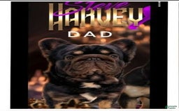 French Bulldog dogs for sale: Bear - Image 8